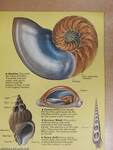 Guide to Shells