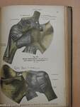 Rauber's Lehrbuch der Anatomie des Menschen Abteilung 2. (töredék)