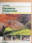 Corydoras-Panzerwelse