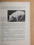 Schweinekrankheiten und ihre Bekämpfung