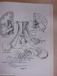 Neuroanatomical Pathways