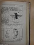 A rovarok szerepe a betegségek előidézésében és terjesztésében