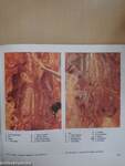 Összehasonlító anatómiai atlasz