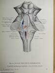 Az ember anatómiájának atlasza III. (töredék)