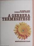 A gerbera termesztése