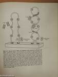 DNA Structure and Function