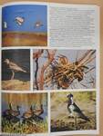 Birds of Southern Africa