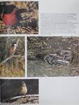 Birds of Southern Africa