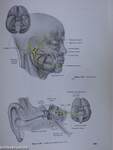 Structure and Function in Man