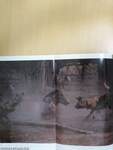 National Geographic May 1999