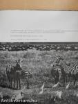 Kelet-Afrika állatparadicsomában