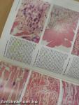 Color Atlas of Histopathology