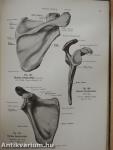 Rauber's Lehrbuch der Anatomie des Menschen 2. (töredék)