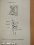 Gegenbaurs Morphologisches Jahrbuch