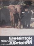 Elefántok az aszfalton