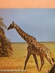 Tiere Afrikas