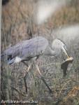 Le Monde des Oiseaux