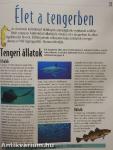 A tengerek és az óceánok