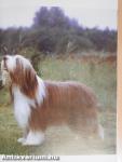 A bobtail és a bearded collie