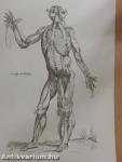 Andreae Vesalii Bruxellensis, invictissimi Caroli V. Imperatoris medici, de Humani corporis fabrica Libri septem