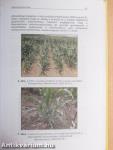 Kukorica hibridek adaptációs képessége és termésbiztonsága