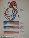 Szív- és érbetegségekről mindenkinek
