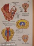 Clinical Symposia 2/1989