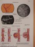 Clinical Symposia 1/1992