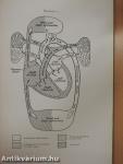 Congenital Malformations of the Heart I.