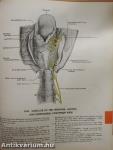 Grant's Atlas of Anatomy