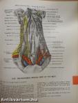 Grant's Atlas of Anatomy