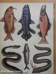 Animalium