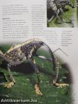 Encyclopedia of Insects and Spiders