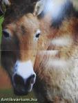 Mes histoires de chevaux du monde