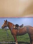 Mes histoires de chevaux du monde