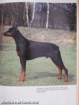 A dobermann