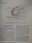 Human Anatomy 2. - Lower Limb & Abdomen