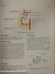 Human Anatomy 2. - Lower Limb & Abdomen