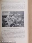 Természettudományi Közlöny 1931. január-december/Pótfüzetek a Természettudományi Közlönyhöz 1931. január-december