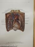 Atlas of Human Anatomy II.