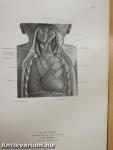 Atlas of Human Anatomy II.