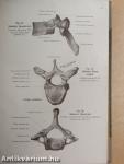 Lehrbuch und Atlas der Anatomie des Menschen 2.