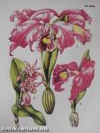Trópusi orchideák
