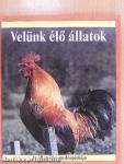 Velünk élő állatok