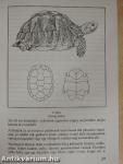 A teknősök és gondozásuk
