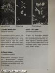 Barangolás Zalában