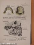 Handatlas der Anatomie des Menschen 1-3.