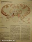 Nervous System I-II.