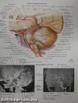 Nervous System I-II.