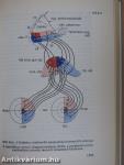 Functionalis anatomia 3.